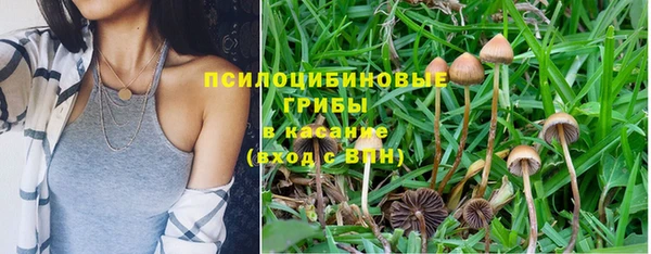 прущие грибы Алзамай
